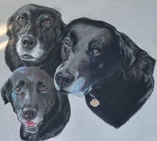 Traditional | Pet Portrait | Simple Background